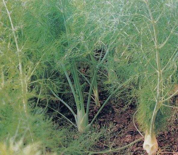 Sweet Fennel seed Foeniculum vulgare dulce